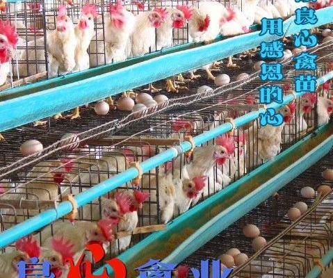 8/只 罗曼粉蛋鸡苗  厂家直销优质蛋鸡苗罗曼蛋鸡苗另有高产绿壳蛋鸡