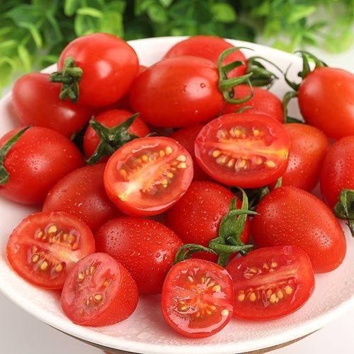 鲜现摘现发圣女果小番茄水果蔬菜非千禧樱桃小西红柿5斤装