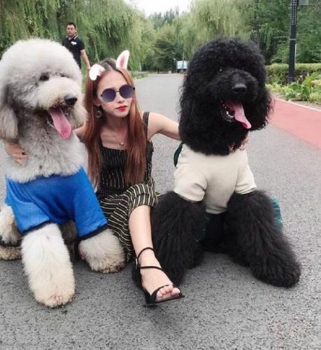 纯种大型巨贵犬活体纯种幼犬巨型泰迪宠物狗贵宾犬小狗灰泰迪灰贵