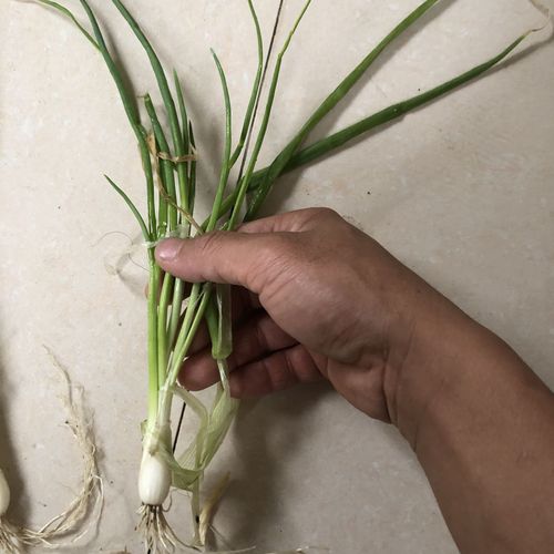正宗传统农家葱苗四季小葱种苗小香葱苗阳台盆栽葱苗种头分葱葱头