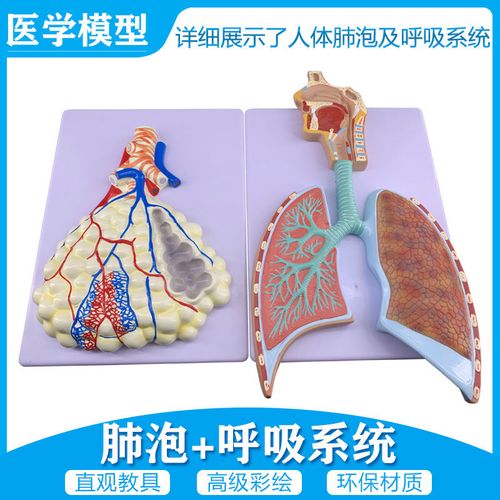人体呼吸系统解剖模型 肺解剖呼吸系统浮雕模型 肺泡放大解剖模型