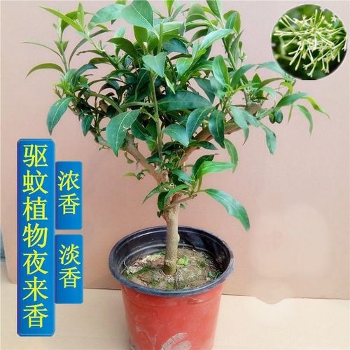 夜来香花苗盆栽庭院阳台办公室花园四季常青开花驱蚊植物花卉绿植