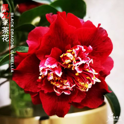 黑龙山茶花树苗大花黑红色珍贵名品花卉盆栽室内阳台花园耐寒好养