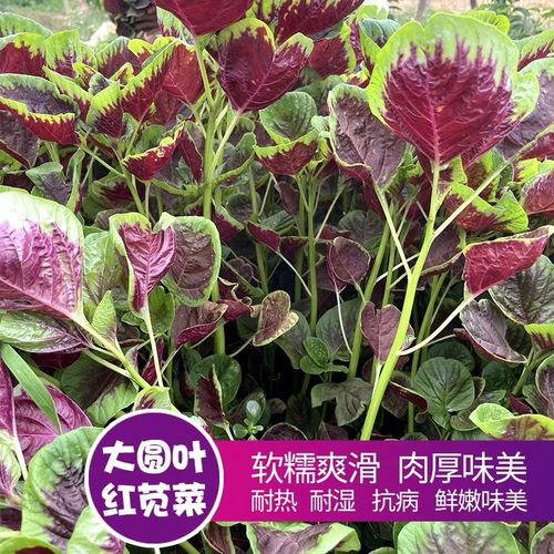 红苋菜种子大圆叶红苋菜种籽四季播种蔬菜种子笕菜种子