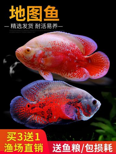 黑白地图鱼猪仔花猪发财鱼风水鱼中大型淡水鱼热带宠物观赏鱼活体