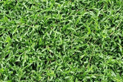7/捆 台湾草  大叶油草