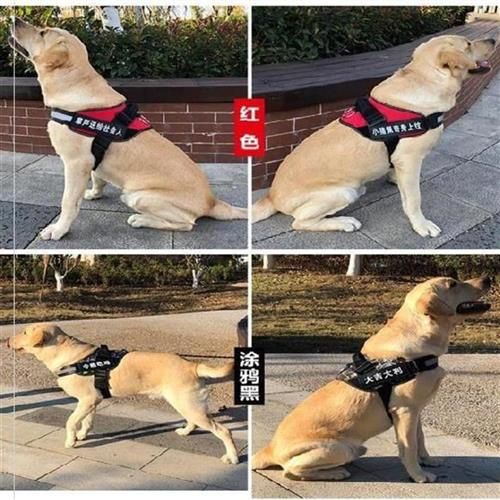高档杜高猫链背包用品牵引绳狗咪绳狗c链子奢遛狗牵绳