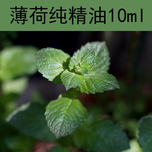 欧薄荷精油10ml单方精油新疆伊犁纯精油去黑头毛孔