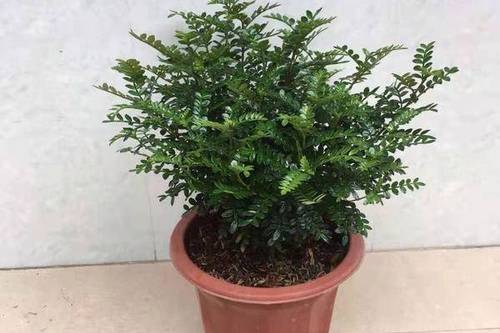 0/棵 清香木(基地直发,电商优品)
