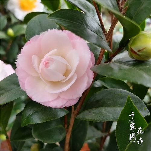 葛蕾丝茶花盆栽嫁接苗原生格蕾丝可可籽脂消防维护淘宝