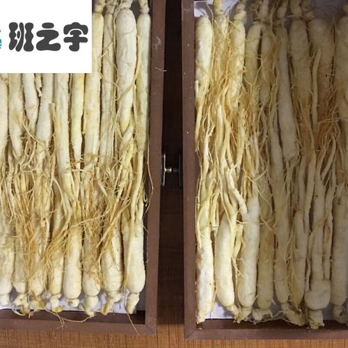 林下糖参林下白糖参泡参白参沙