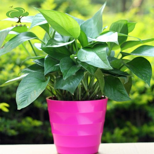 斗途园艺  绿萝绿色植物绿植花草客厅办公室内桌面花卉盆栽 红色盆