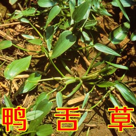 新鲜鸭舌草鲜草鸭舌草种子药材干草鸭舌草种苗不是鸭跖草水草种子