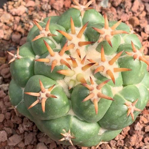 短刺象牙獠牙仙人球 仙人掌多肉植物一物一拍