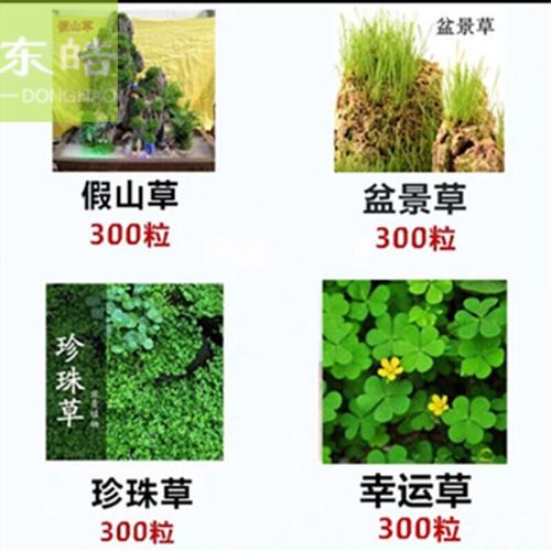 东皓 四季假山草种子 造盆景珍珠草种子 吸水石专用草籽上水石植物易