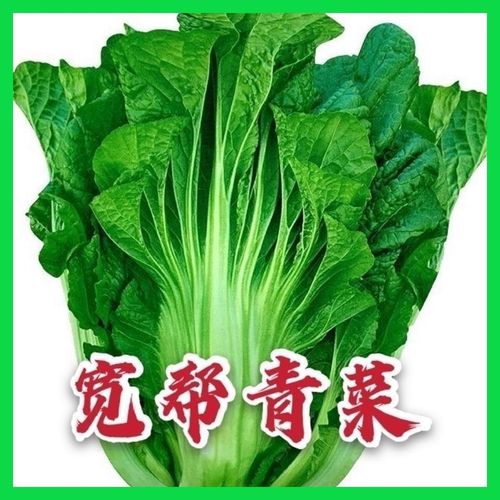 迟青菜籽四川宽帮青菜种子大宽叶宽帮芥菜高产耐寒四季播蔬菜种子