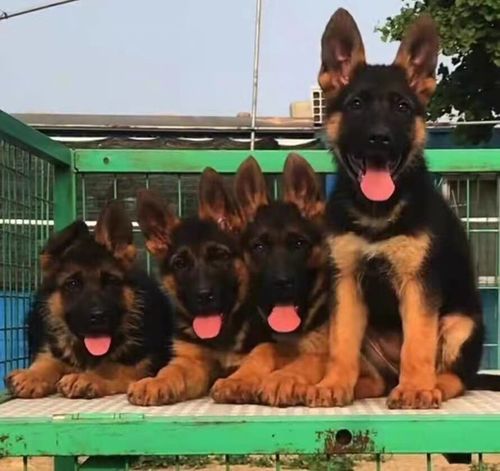 无偿领养纯种德国牧羊犬幼犬活体小狼青军犬黑背德牧幼犬宠物真狗