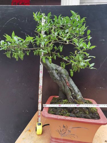 金弹子盆景树苗盆载植物有嫁接枝条可挂果不带果母苗小叶鸡血红果