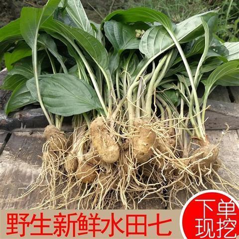 野生水田七新鲜 屈头鸡 土三七 水田七苗 水田七根水虾公500g草药