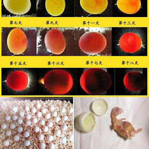 玄凤鹦鹉受精蛋种蛋