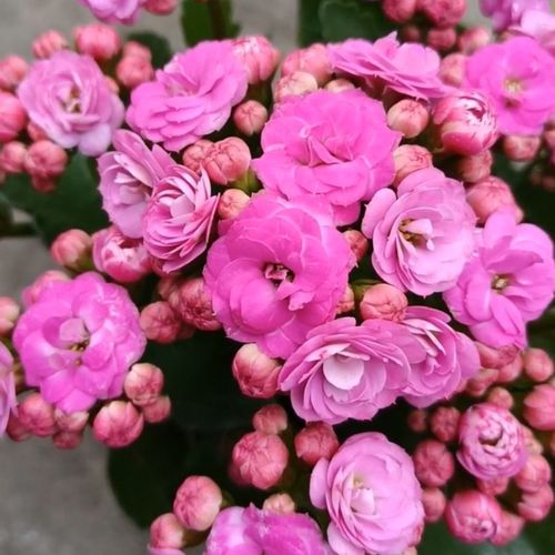 长寿花盆栽重瓣金带花苞大花四季开花室内客厅易活懒人花卉 泽塔-带