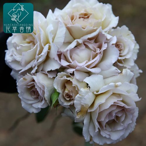 新品日月河本纯子莎菲天使阳台庭院切花月季花苗四季花卉盆栽植物