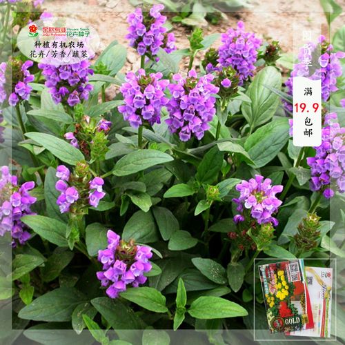 常用花卉大花夏枯草种子混三色花种阳台盆栽庭院观花