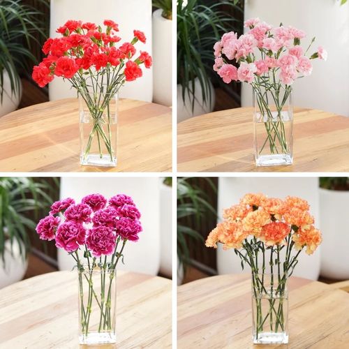 家庭插花 康乃馨插瓶北海花店南宁桂林鲜花速递北海送花