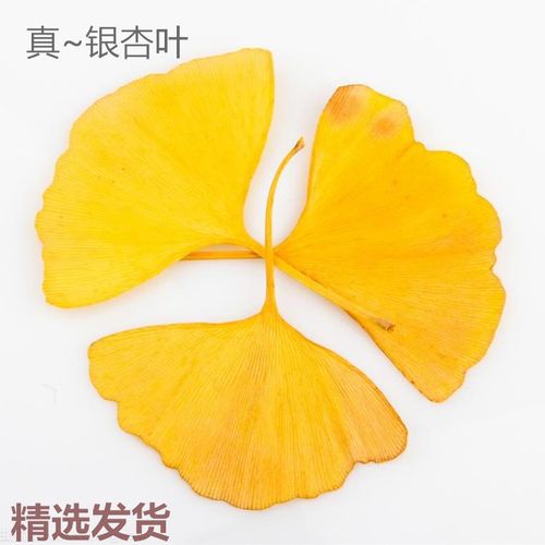 银杏叶干花压花手工活动幼儿园贴画植物标本拍照道具