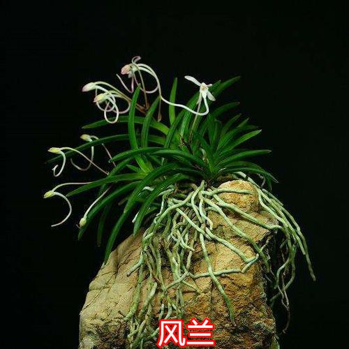 风兰 富贵兰 附生兰花 矮种兰花 洋兰香味浓 类似栀子花味香包邮