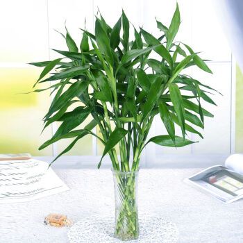 文昌竹学业富贵竹有根须盆栽种植物水养大型客厅富贵竹绿萝盆 60cm5支