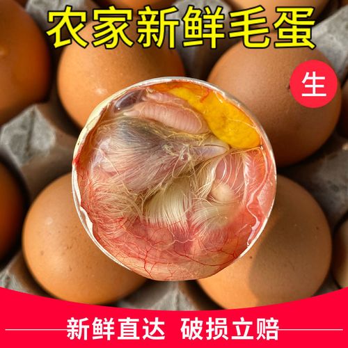农家新鲜毛蛋生毛鸡蛋批发鸡胚蛋鸡仔蛋旺蛋喜蛋凤凰蛋非活珠子