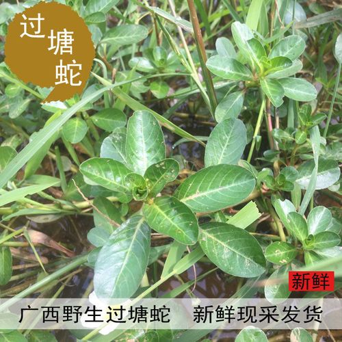过塘蛇草药新鲜 现采过江龙过江藤中草药 鱼鳔草 水盖菜500克