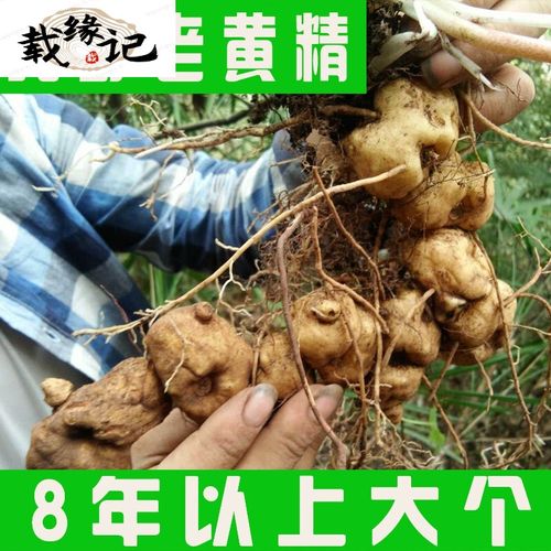 载缘记野生10年新鲜老黄精现挖鸡头老虎姜补男性养生中药材 图片色