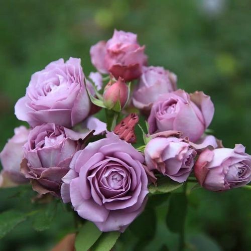 新品欧月 寂静silence月季花苗 切花灌木月季庭院阳台盆栽花卉【5月1