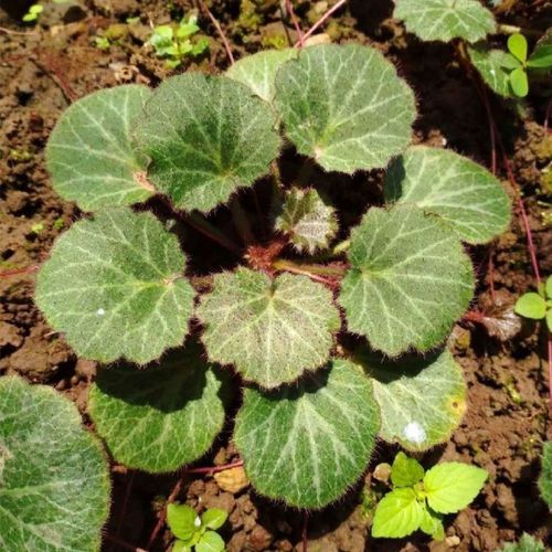 野生新鲜虎耳草中草药现采虎儿草金丝荷叶虎耳草观赏盆栽现挖发货