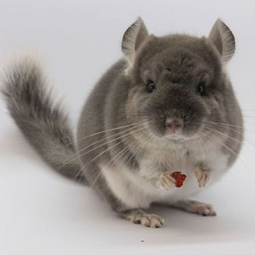 龙猫活物房子宠物龙猫活体龙猫幼崽银斑标灰龙猫宠物活体便宜【15天内