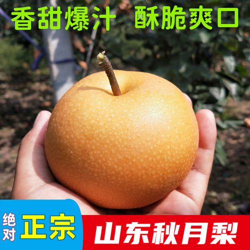 正宗山东秋月梨莱阳梨现摘新鲜水果送礼礼盒新鲜梨子5羊脂秋月梨