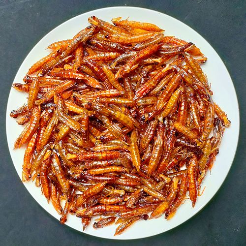 水蜻蜓蛹幼虫新鲜活体冷冻水虿水蝎子昆虫宴非油炸美食顺丰包邮