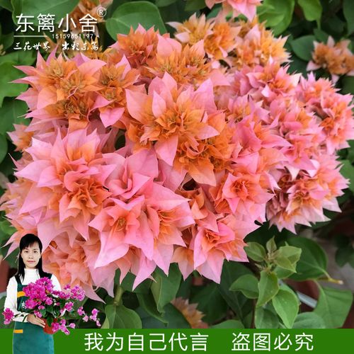 藤本攀援花卉 重橙 金黄重瓣三角梅 有实拍照原盆发货