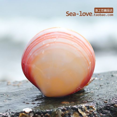 粉蛤粉贝壳天然贝壳海螺双壳亮光蚌壳创意礼物家居工艺品摆件
