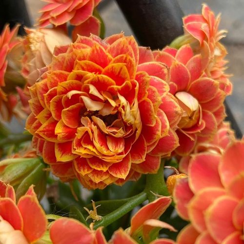 光芒日内瓦金狐狸长寿花大颗大花苞红色带金边花苞发货 花苞多多