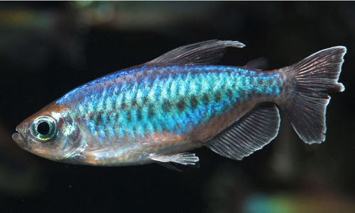 刚果美人活体刚果美人鱼活体水族宠物观赏鱼可混养彩色包邮包损