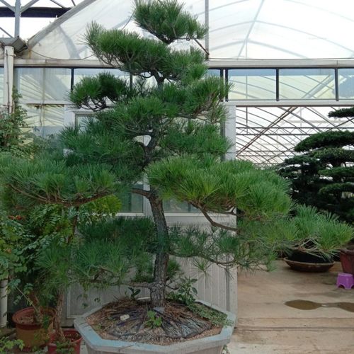 黑松造型树别墅庭院精品四季常青大型迎客松盆景园林绿化树苗植物 2