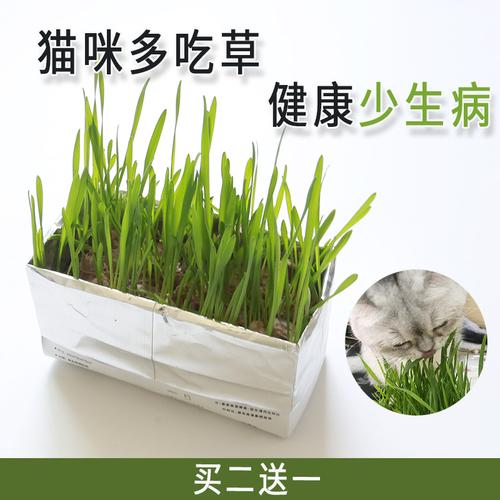 猫草种子无土壤水培种植套装除毛球化毛膏小麦草种籽猫薄荷猫零食