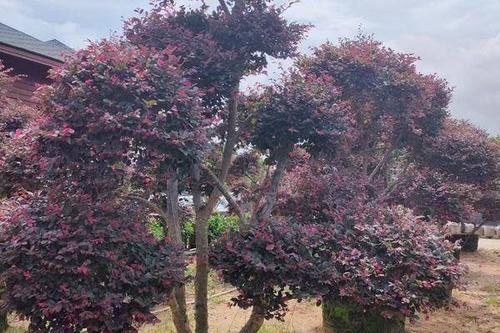 0/棵 红花继木造型树 造型红花继木桩