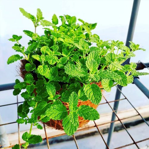 草莓薄荷盆栽 香草苗新品薄荷草莓味道阳台种植可食用 草莓薄荷12cm盆