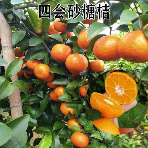 新品种无核沙糖蜜桔嫁接苗无籽砂糖橘子树苗沙糖桔子苗当年结果