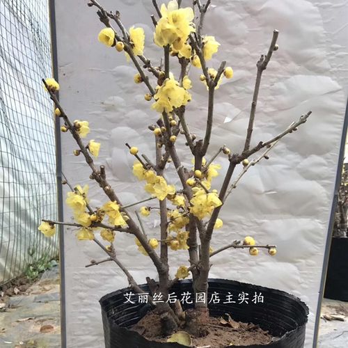 冬季年宵花卉红梅素心虎蹄腊梅耐寒盆景老桩带花发货室内