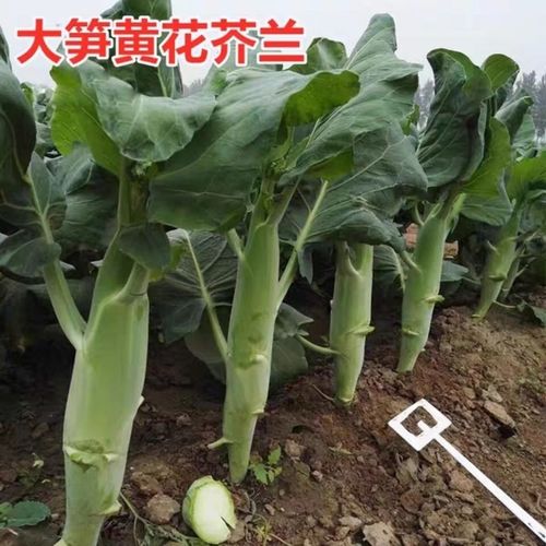 四季大笋芥兰种子高产芥蓝蔬菜种籽孑广东菜种大芥蓝菜籽介兰菜种